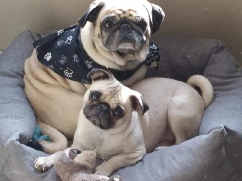 Flatland Pugs photo 1