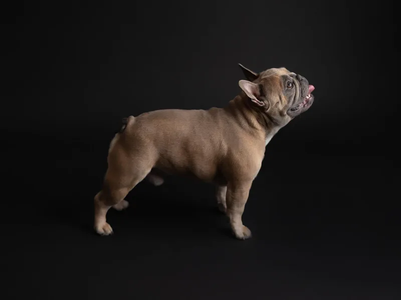 Flawlessly French Bulldogs