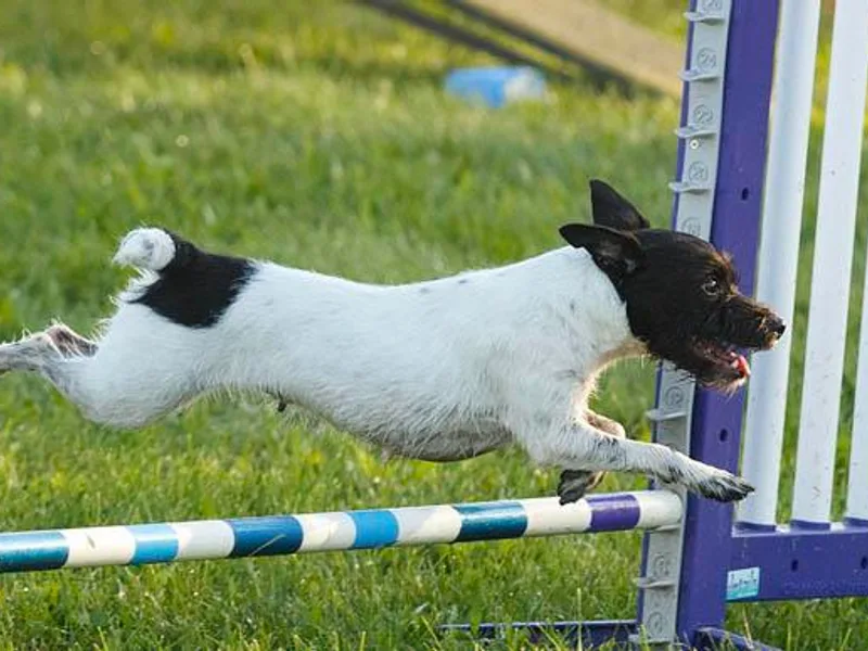 Fleet Street Jack Russell Terriers