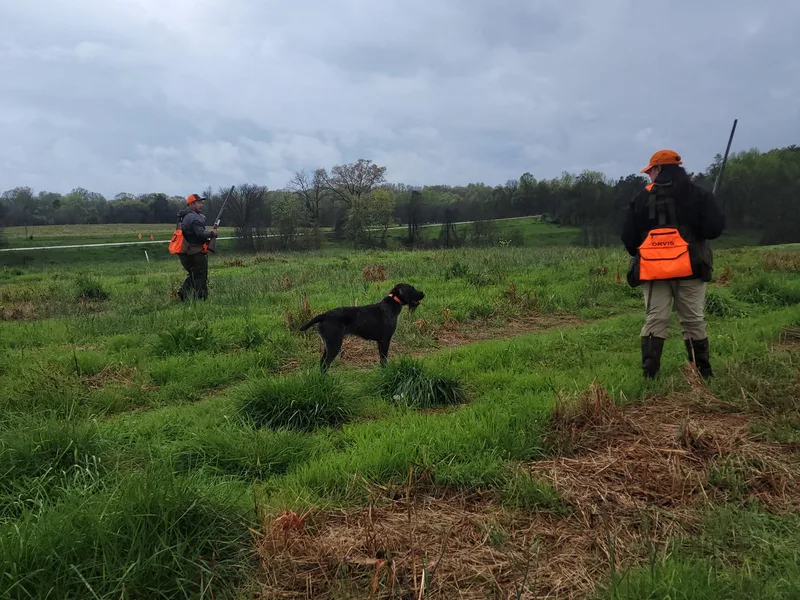 Fleetwood German Wirehaired Pointers