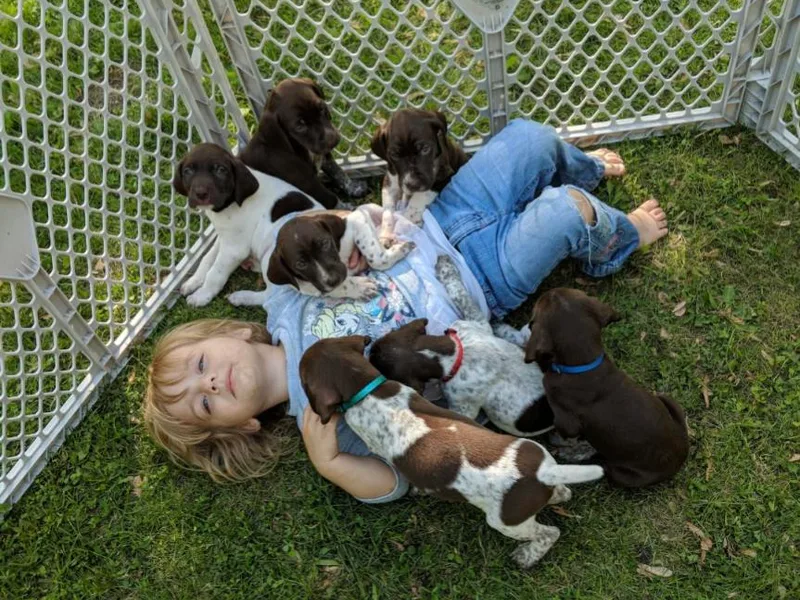 Fleming German shorthaired Pointers