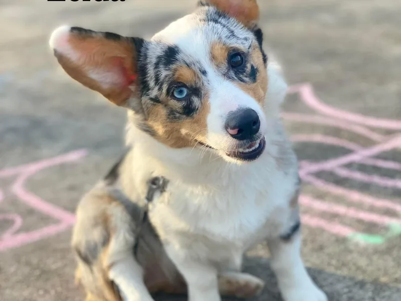 Fleur d'Elite Kennels