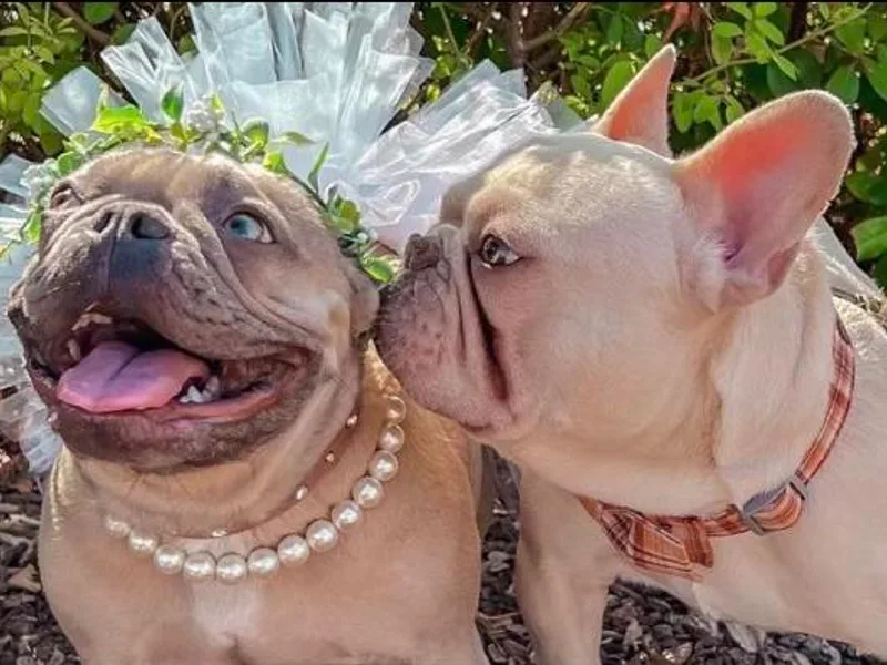 Fleur De Frenchie photo 1