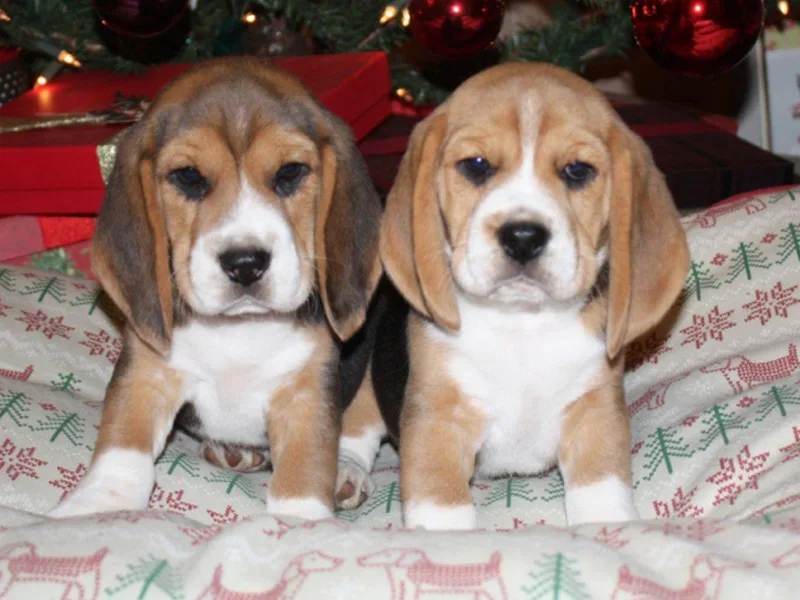 Fleur de Lis Beagles