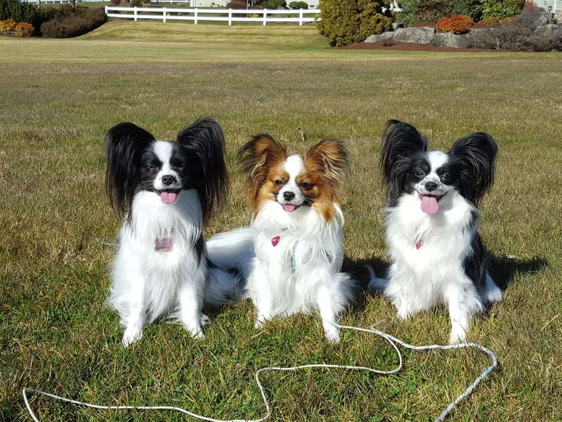 Fleur Royale Papillons