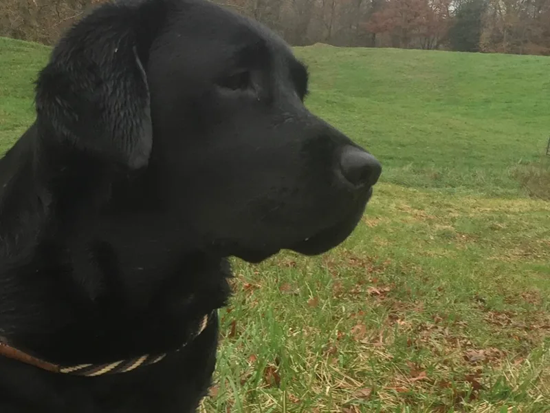 Fleurdelis Labradors