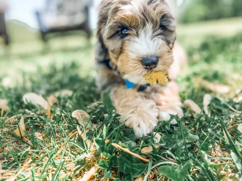 Fleury Farm Doodles NC