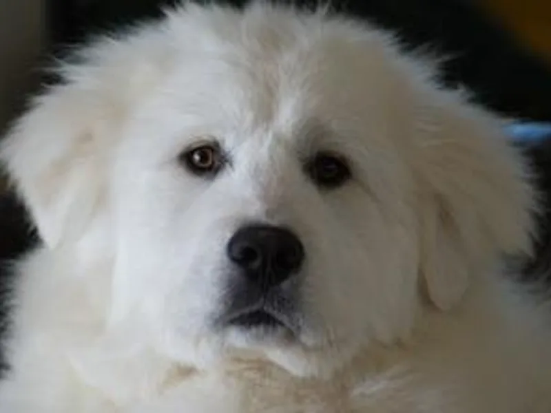 Flewelling Great Pyrenees