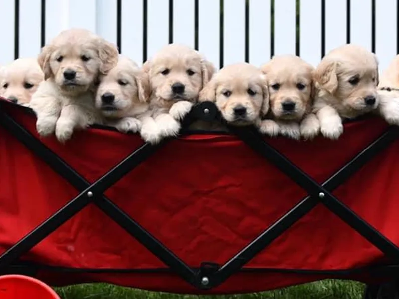 Flickering Fire Goldens