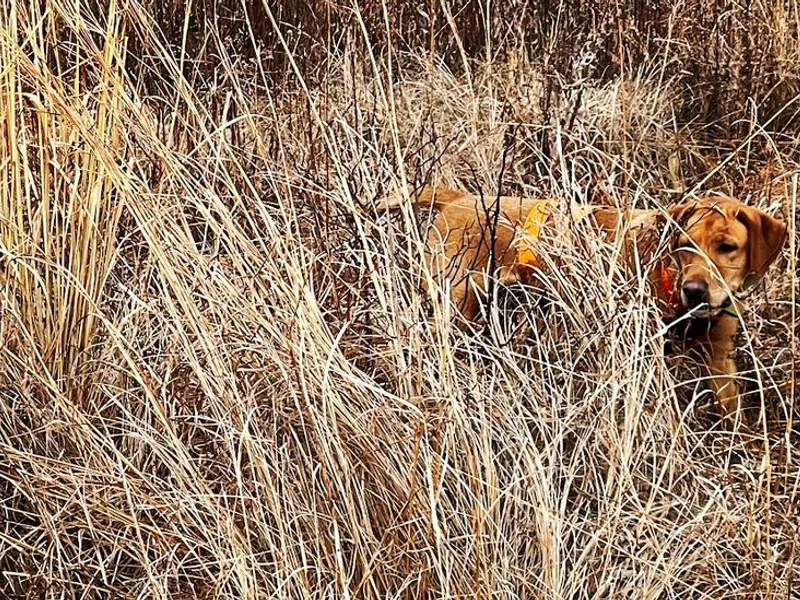 Flight Enders Retrievers