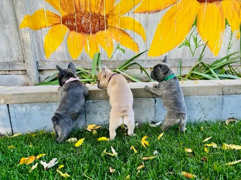 Floating Feather Frenchies