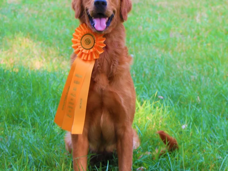 Floden Farm Golden Retrievers