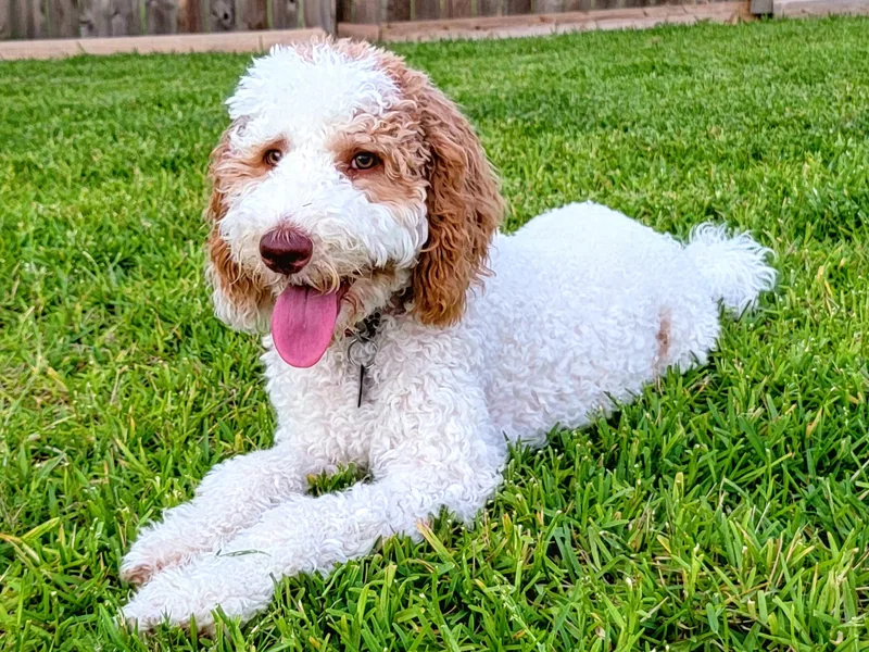 Floofadoodle's Goldendoodles
