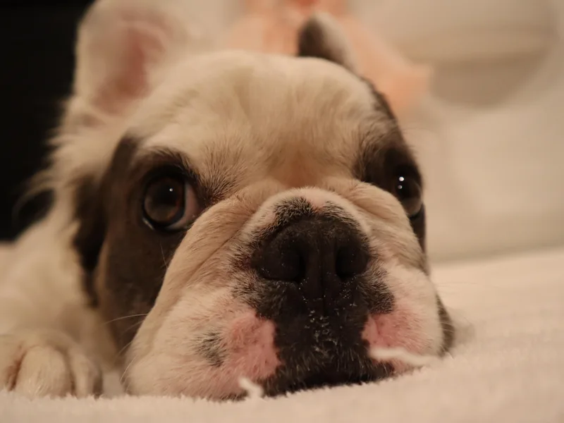 Floofie Frenchies
