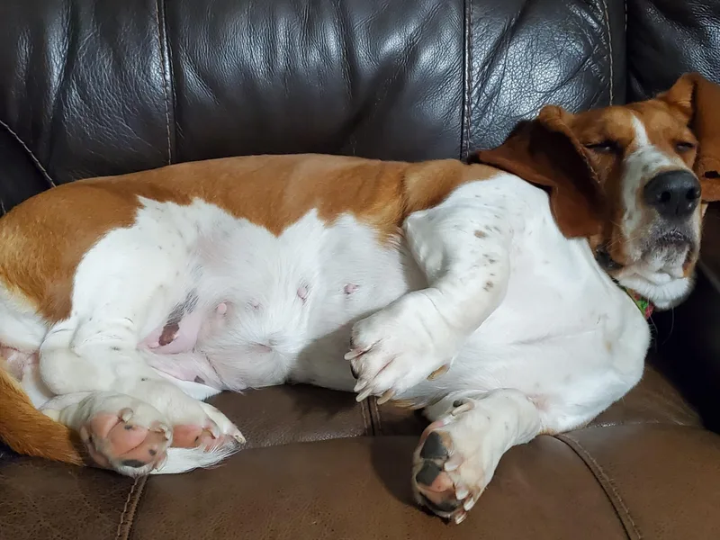 Flopper Bopper Basset Hounds