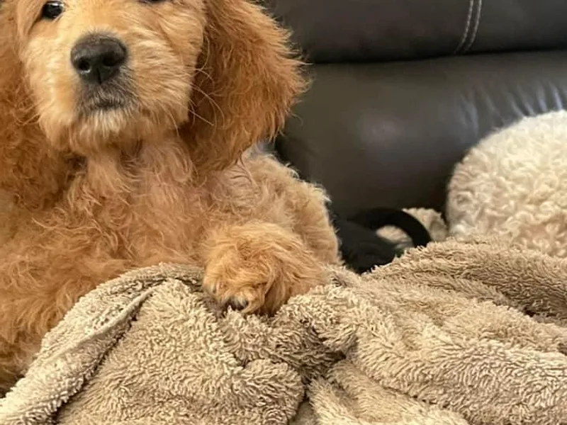 Flora Family Goldendoodles