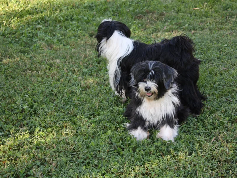 Floresta Tibetan Terriers