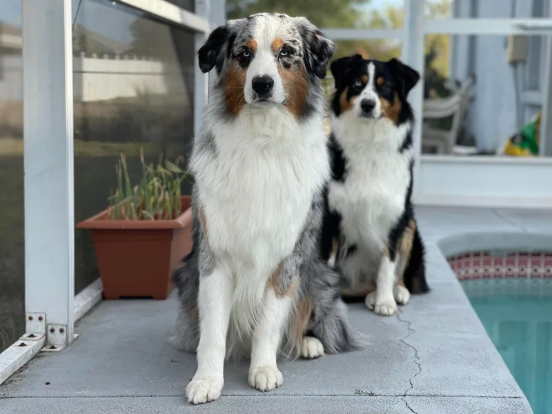Florida Australian Shepherds photo 1