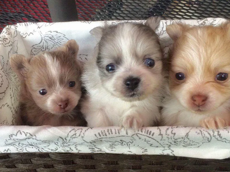 Florida Girl Poms