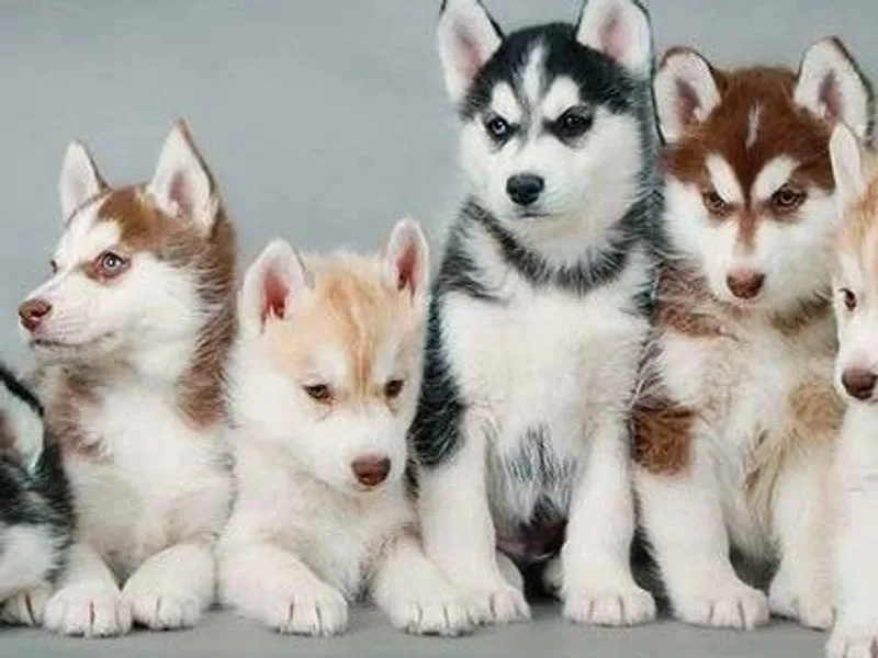 Florida Husky Puppies