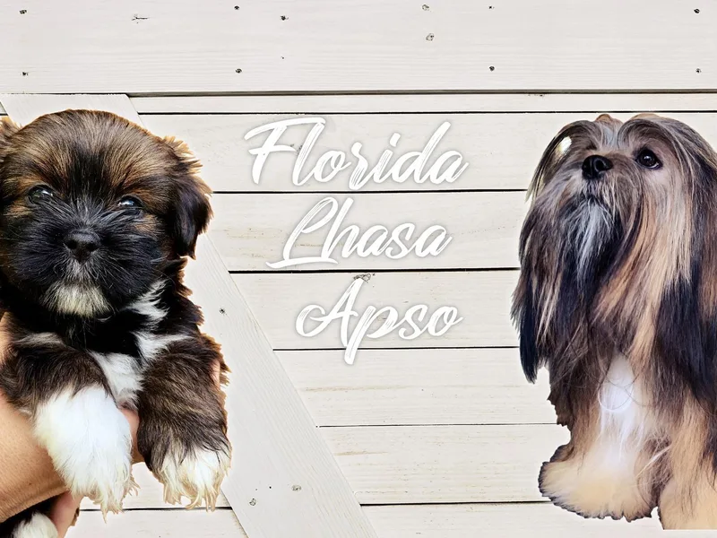 Florida Lhasa Apso