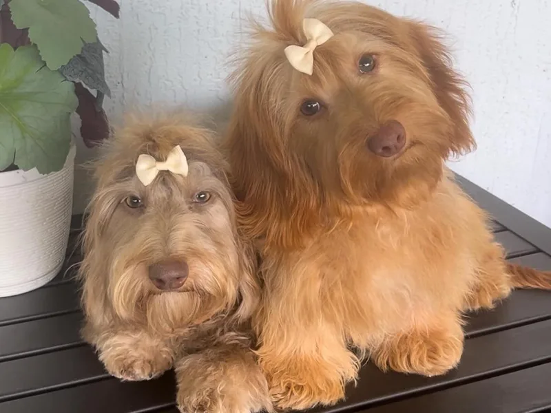 Florida Mini Dachshunds