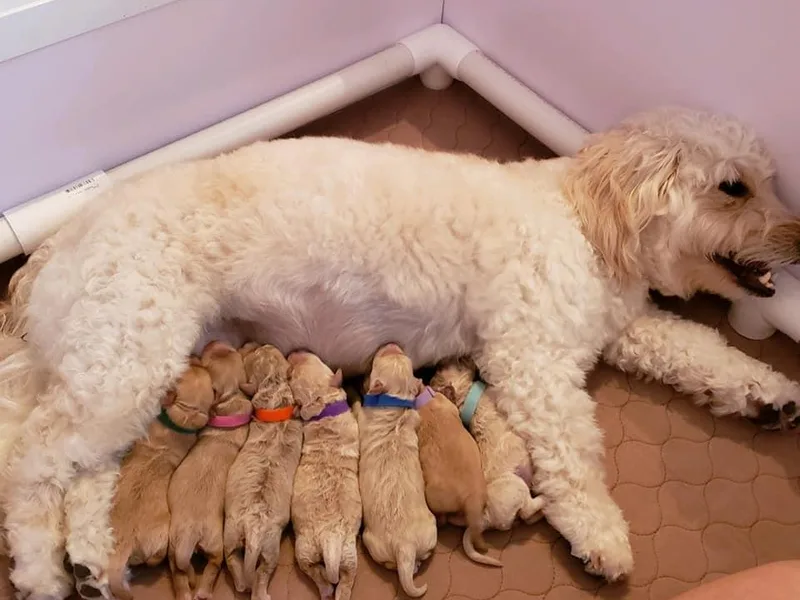 Florida Mini Goldendoodles photo 1