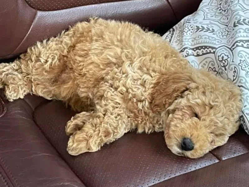 Florida Miniature Poodles