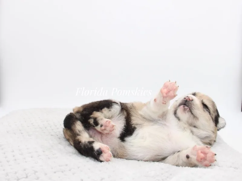 Florida Pomskies