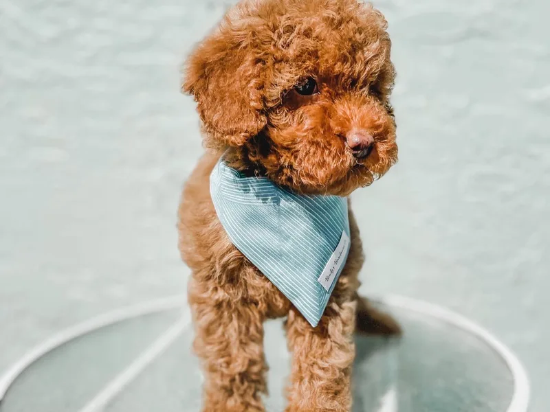 Florida Pumpkadoodles