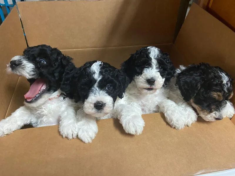 Florida's Itzadoodle Goldendoodles