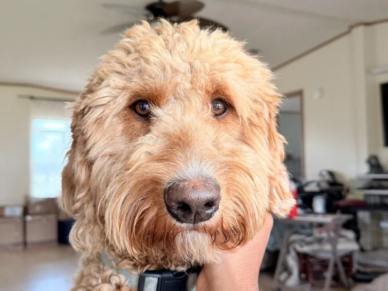 Florida's Joyful Goldendoodles