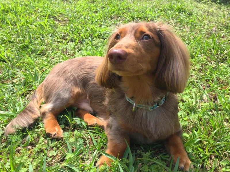 FloriDachs Miniature Dachshunds