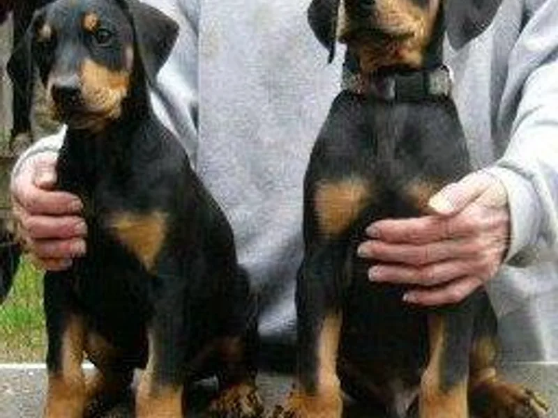 Florindale Dobermans