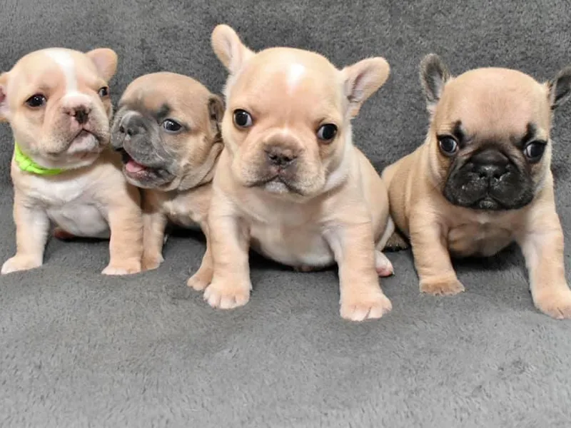 Flower Garden Frenchies