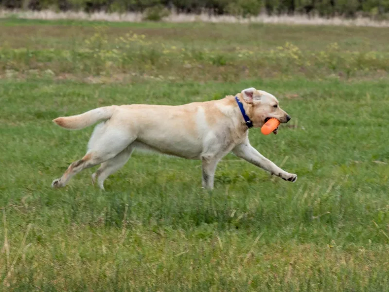 Flowing River Retrievers