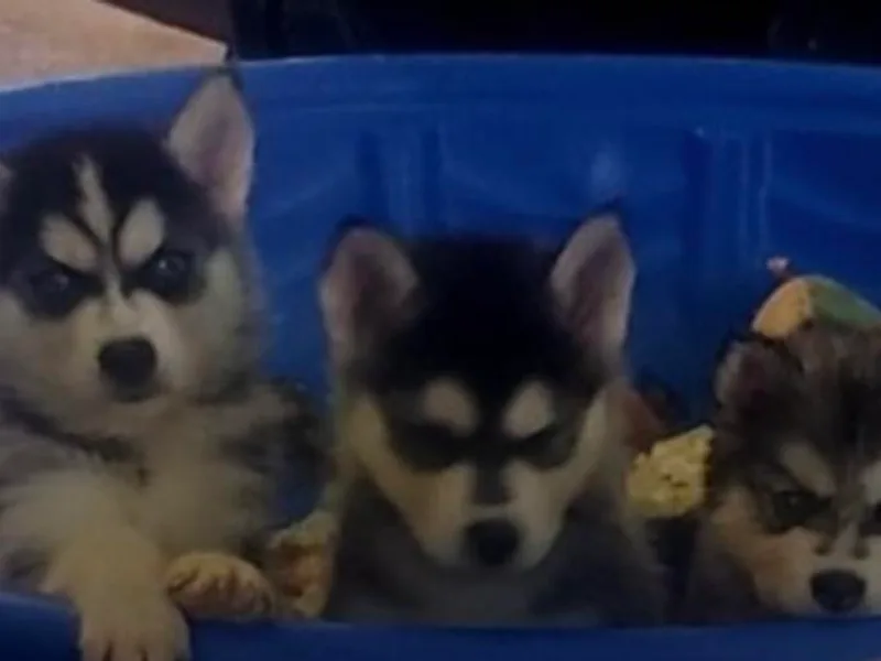 Floyd Huskies photo 1