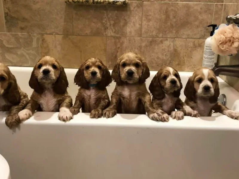 Flud Farm Cocker Spaniels