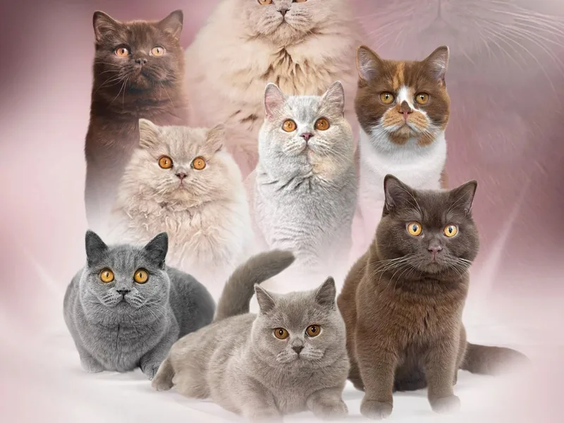 FluffGang