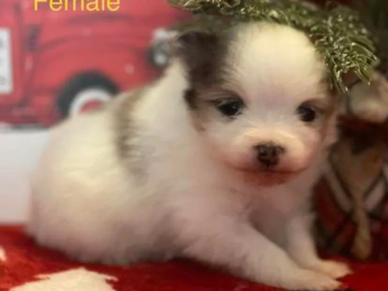 Fluffs the Stuff Pomeranians
