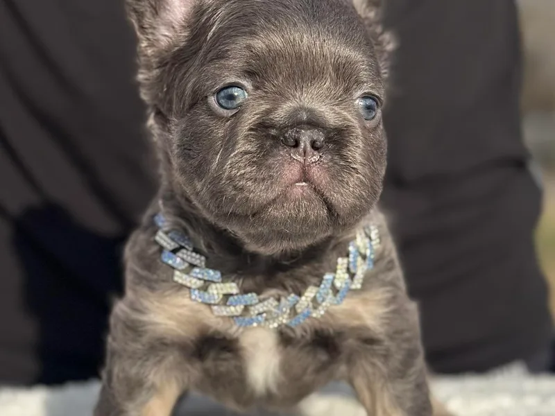 Fluffy Frenchie Cartel