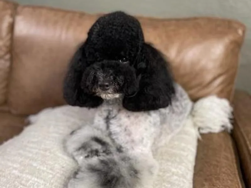 Fluffy Friends Poodles