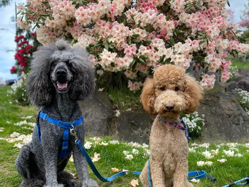 Fluffy Poodles
