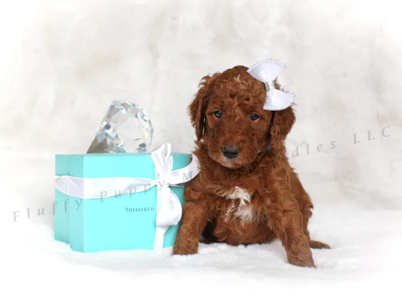 Fluffy Puppy Mini Doodles LLC
