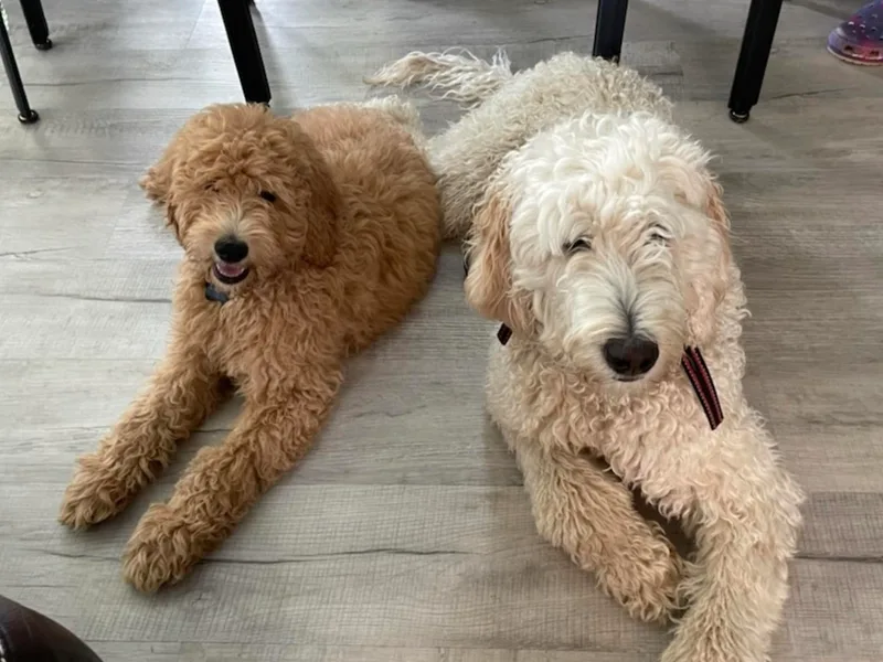 Fluffyfaces of AK