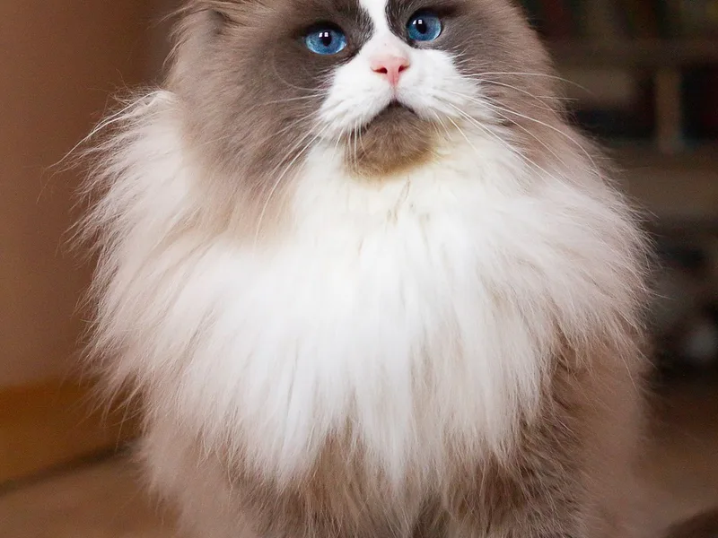 Fluffypawsusa photo 1