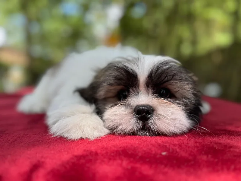 FluffyTail Shih Tzu