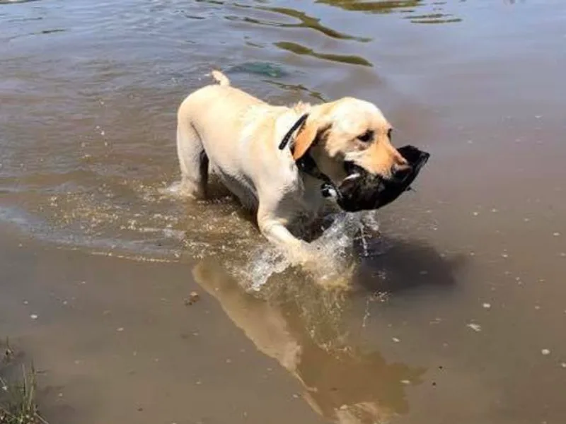 Flushing Kimber Kennels