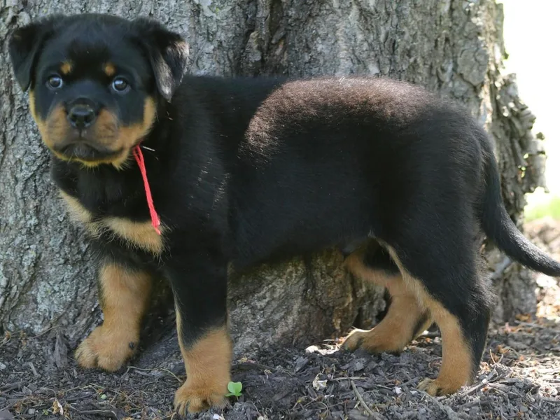 Flusstal Rottweilers