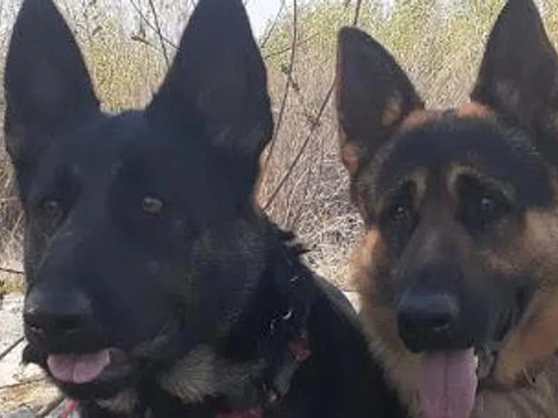 Flussufer German Shepherds